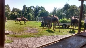 IMG_20150703_155833209_HDR