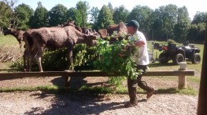 IMG_20150703_160059455