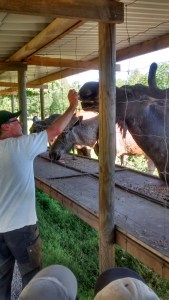 IMG_20150703_161841346_HDR