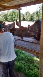 IMG_20150703_161855580_HDR