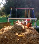 Meinen Misthaufen pflege ich gerne, in dem ich den Mist verteile und zwischen durch fest stampfe. Irgendwann haben diese kleinen Helfer entschieden, dass sie das Verteilen übernehmen